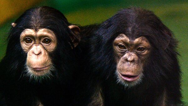 Таможня передала в Новосибирский зоопарк детенышей шимпанзе - Sputnik Afrique
