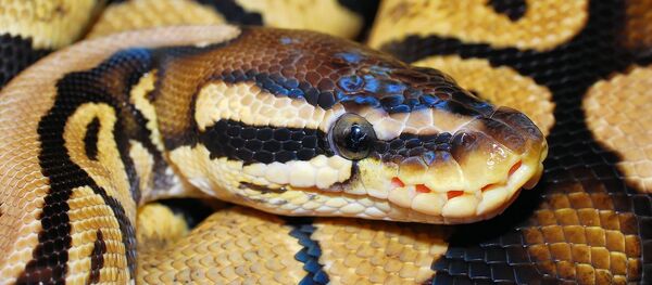 Un python - Sputnik Afrique