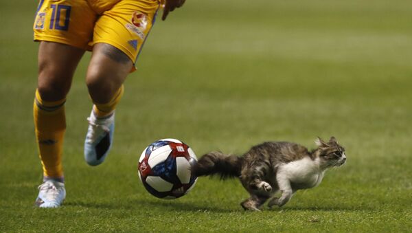 Un chat sur un terrain de football lors d'un match opposant les Tigres UANL au Real Salt Lake dans un stade à Salt Lake City, aux États-Unis. - Sputnik Afrique