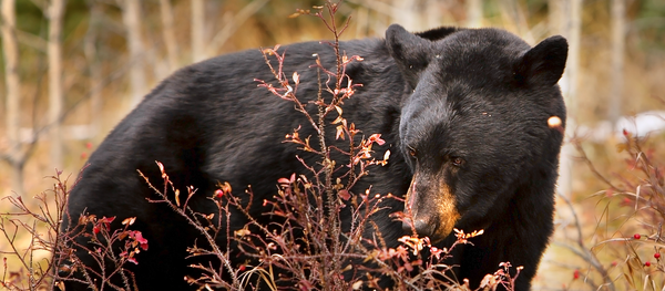 Ours noir - Sputnik Afrique