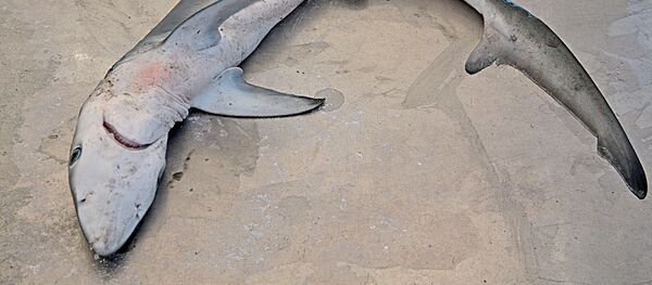 Un requin renard - Sputnik Afrique