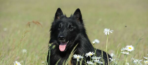 Бельгийская овчарка собака Бельгийская овчарка собака - Sputnik Afrique