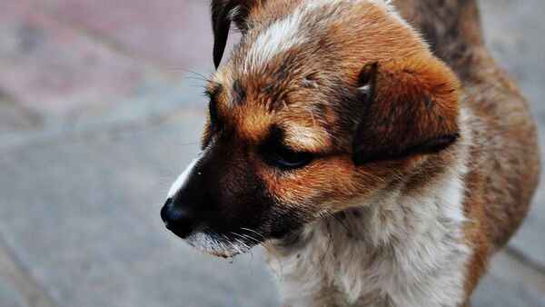 Un chien abandonné - Sputnik Afrique