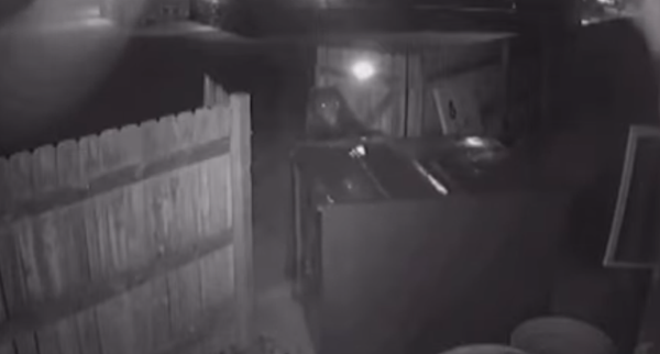 Bear attempts to take and open a trash bin at Colorado marijuana dispensary - Sputnik Afrique