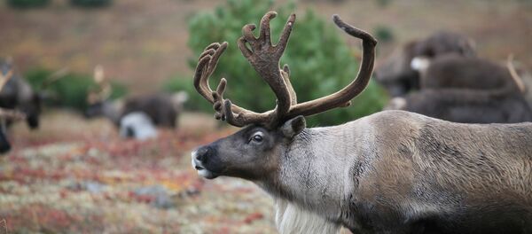 Северный олень - Sputnik Afrique