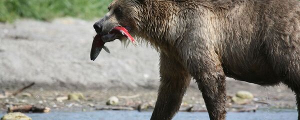 un ours avec un poisson - Sputnik Afrique