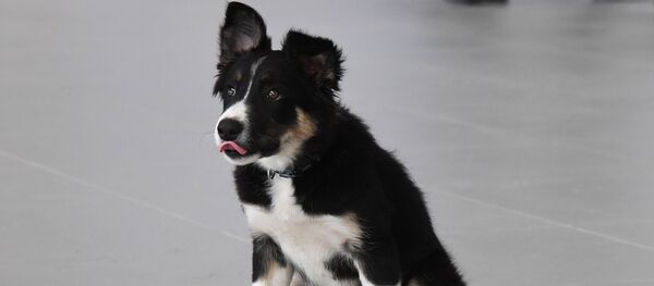 Border Collie - Sputnik Afrique
