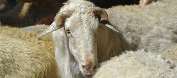 Les moutons de l'Aïd al-Adha - Sputnik Afrique