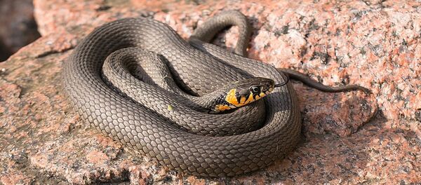 Un serpent  - Sputnik Afrique