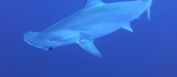 un requin-marteau, image d'illustration - Sputnik Afrique