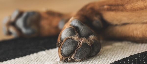 Des pattes d'un chien Des pattes d'un chien - Sputnik Afrique