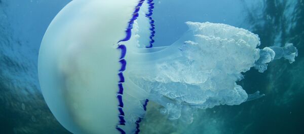 une méduse rhizostoma медуза корнерот méduse - Sputnik Afrique