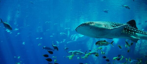 Un requin-baleine - Sputnik Afrique