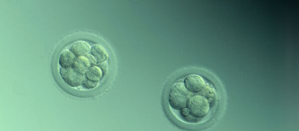 Embryon de lapin - Sputnik Afrique