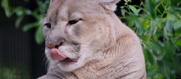 Un puma - Sputnik Afrique