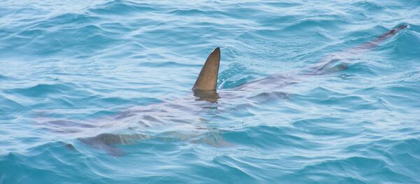 Un requin - Sputnik Afrique
