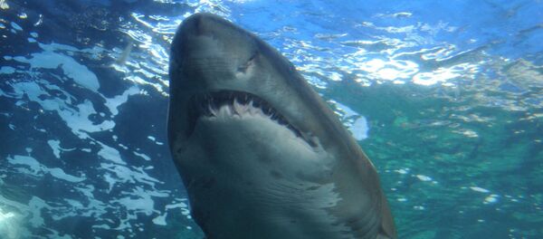 Un requin, image d'illustration - Sputnik Afrique
