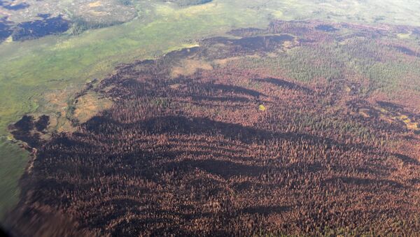 La vue sur des forêts brûlées depuis un avion Il-76 MD du ministère russe de la Défense, participant à l'extinction des feux de forêt dans la région de Krasnoïarsk - Sputnik Afrique