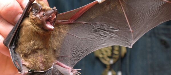Chauve-souris  - Sputnik Afrique