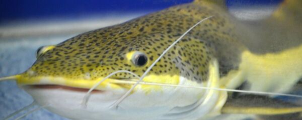 un poisson-chat  - Sputnik Afrique