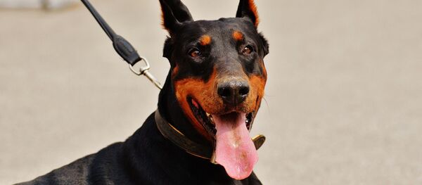 Un doberman (image d'illustration) - Sputnik Afrique