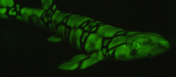 Un requin fluorescent - Sputnik Afrique