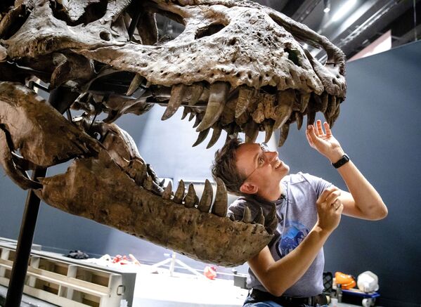 La paléontologue Anne Schulp lors de la reconstruction du squelette d’un tyrannosaure Rex au musée Naturalis de Leiden, aux Pays-Bas. - Sputnik Afrique