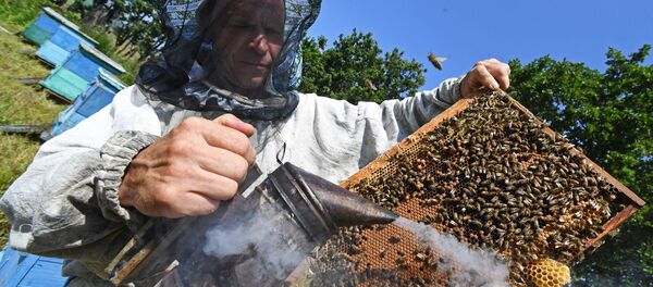 Un apiculteur (image d'illustration) - Sputnik Afrique