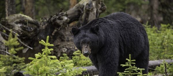 Ours - Sputnik Afrique