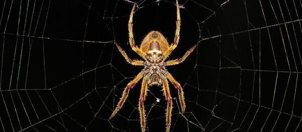 Une araignée - Sputnik Afrique