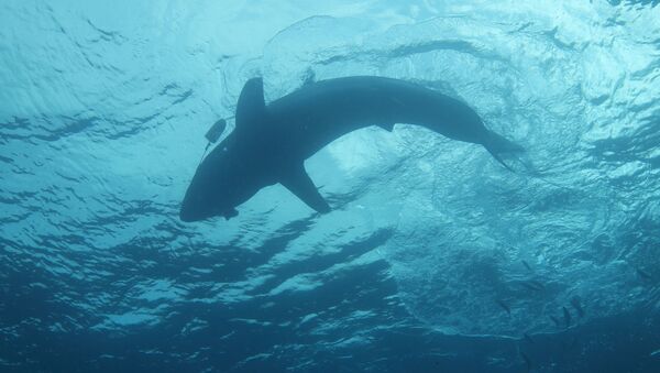 Requin blanc (archive photo) - Sputnik Afrique