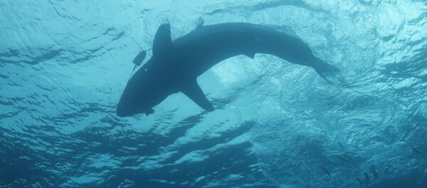 Requin  - Sputnik Afrique