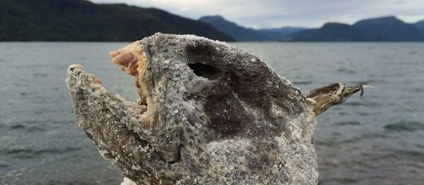 Une tête de poisson - Sputnik Afrique