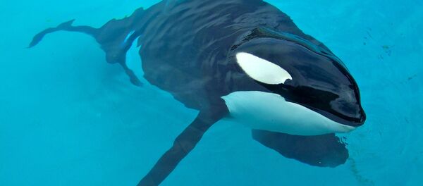 Une orque - Sputnik Afrique