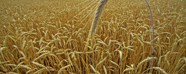 Blé - Sputnik Afrique