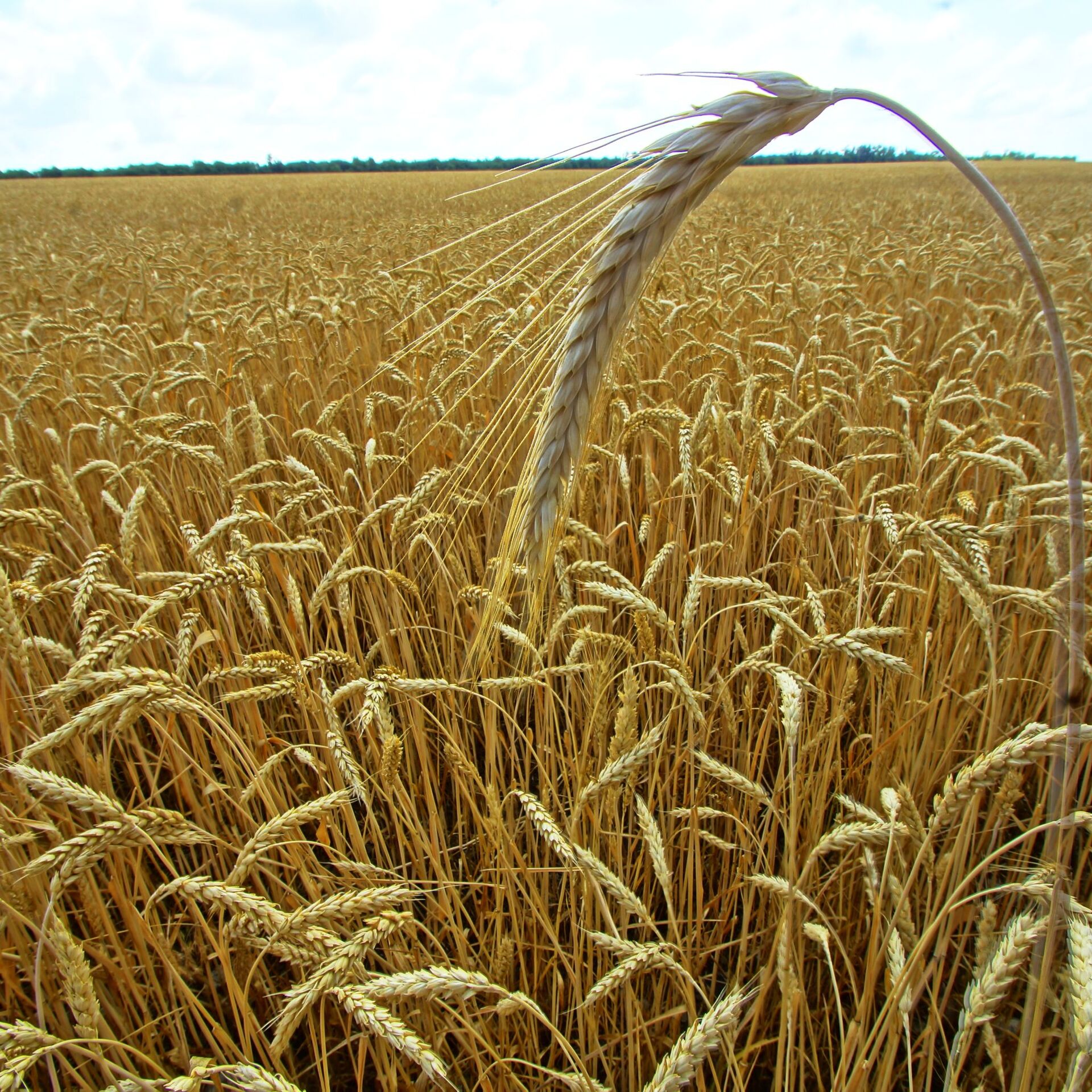 Пошлина на экспорт пшеницы. Пшеница в Луганской области. Пшеница зерно Россия. Гуминатрин для пшеницы август.