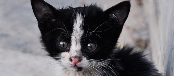 Un chaton Un chaton - Sputnik Afrique