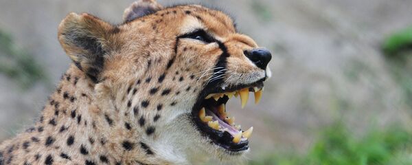 Un guépard - Sputnik Afrique