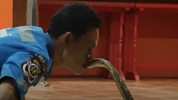 Baiser de la mort: un dompteur de serpents embrasse un cobra royal sauvage - Sputnik Afrique
