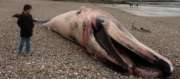 cadavre d’un rorqual  - Sputnik Afrique