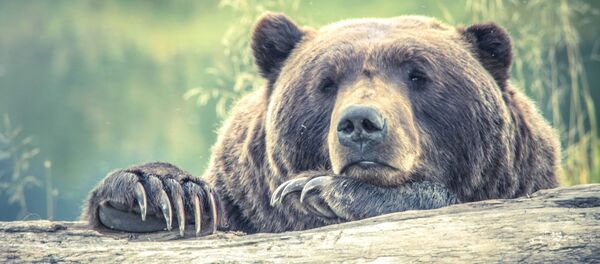 Ours - Sputnik Afrique