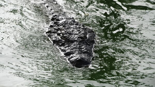 Crocodile dans l'eau - Sputnik Afrique