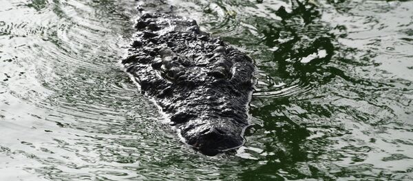 Crocodile dans l'eau - Sputnik Afrique