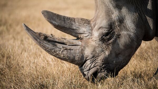 Un rhinocéros - Sputnik Afrique