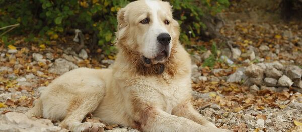 berger d'Asie centrale - Sputnik Afrique