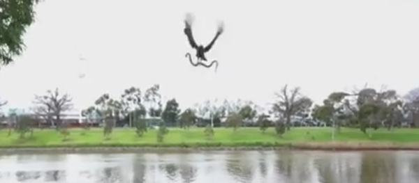 Eagle drops snake on onlookers wow SCARY Eagle drops snake on onlookers wow SCARY - Sputnik Afrique