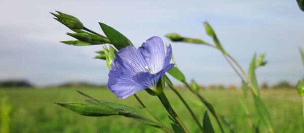 Лён - Sputnik Afrique