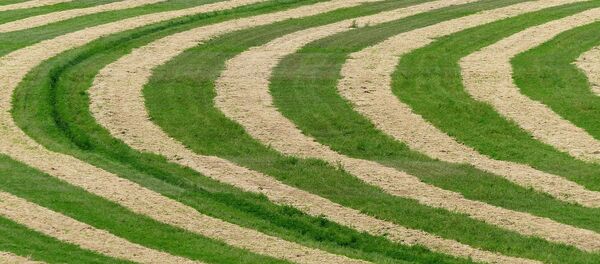 Круги на полях - Sputnik Afrique