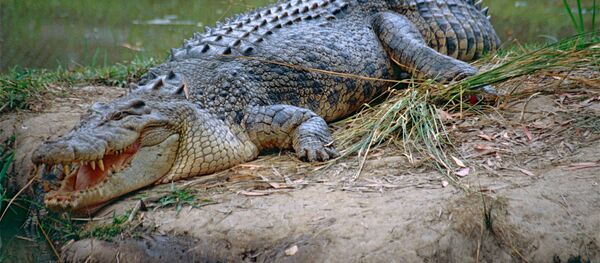 Un crocodile marin (image d'illustration) - Sputnik Afrique