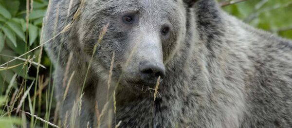 Grizzly  - Sputnik Afrique